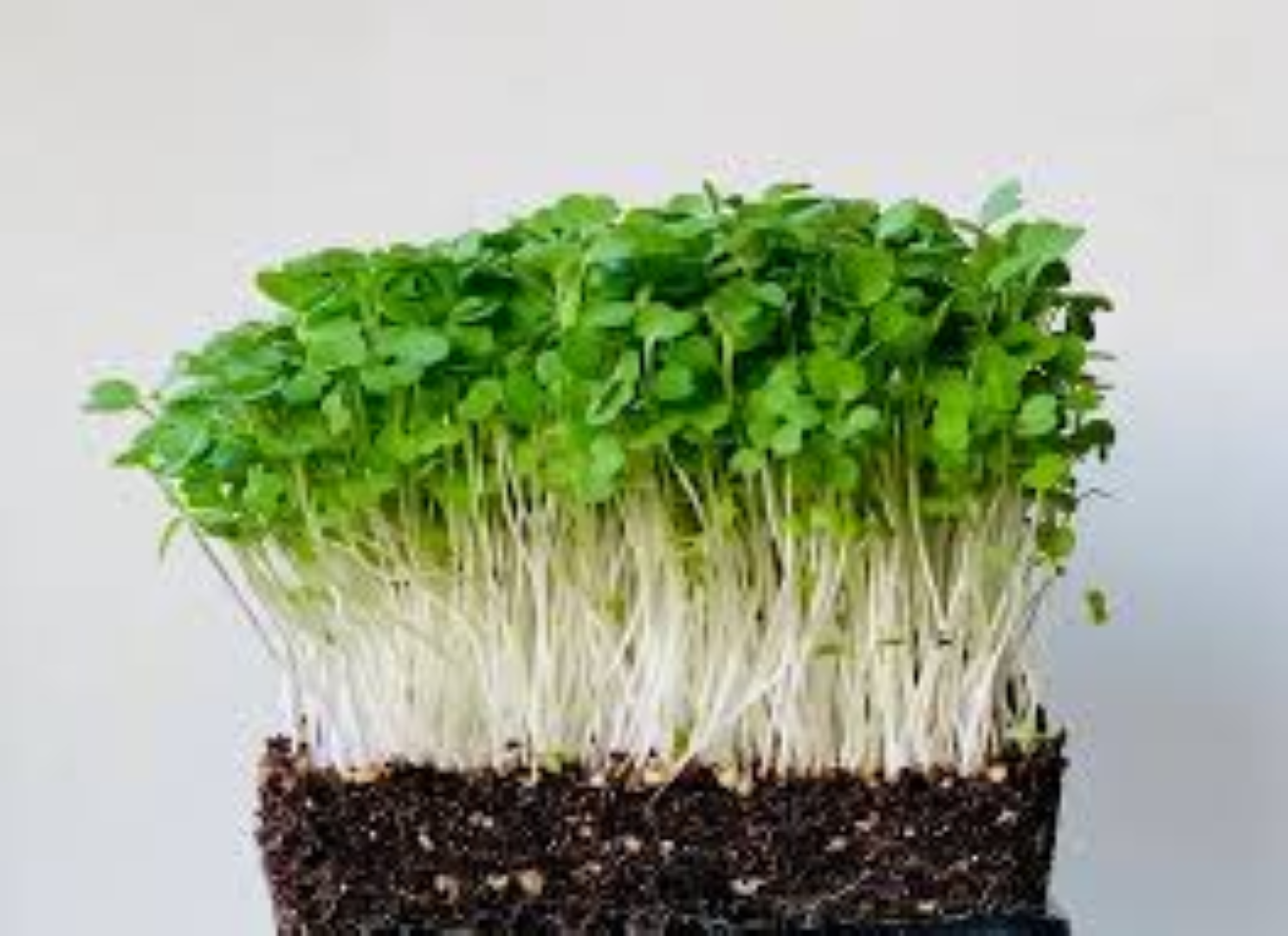 GARNISH GARDEN MICROGREENS ROCKET